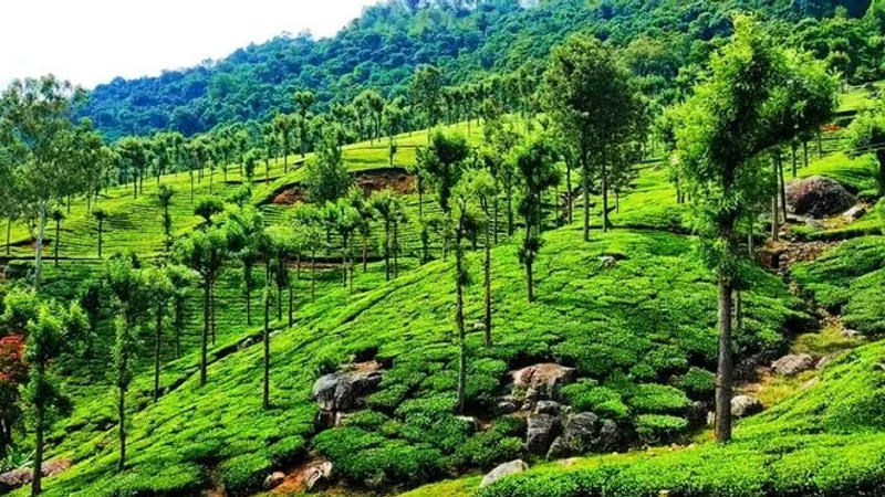 Terraced tea slopes dotted with silver oak trees rolling into forested hills on a bright morning